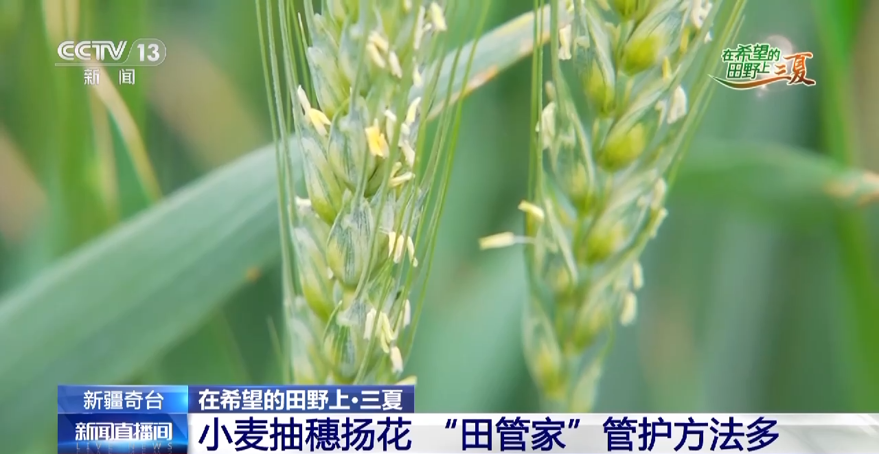 
广州市妇女儿童医疗中心黄牛代挂号电话票贩子号贩子网上预约挂号,住院检查加快,小麦待收+鲜果上市 各地夏收夏种夏管火热进行中