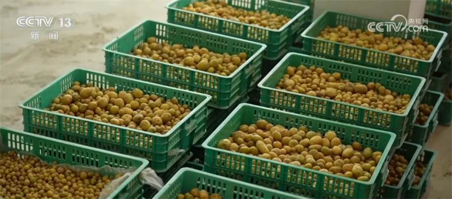 
杭州各大医院黄牛代挂号电话票贩子号贩子网上预约挂号,住院检查加快,260万粒马铃薯“原原种”喜获丰收 助力马铃薯高效种植