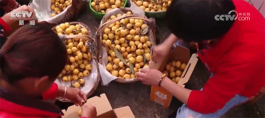 
上海儿童医学中心黄牛代挂号电话票贩子号贩子网上预约挂号,住院检查加快,枇杷飘香迎丰收 智能大棚保质提量促增收