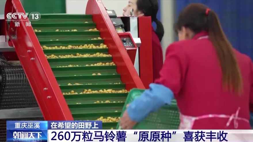 
上海肺科医院黄牛代挂号电话票贩子号贩子网上预约挂号,住院检查加快,春争日夏争时 夏收时间到！来看小麦、马铃薯、金银花丰收现场