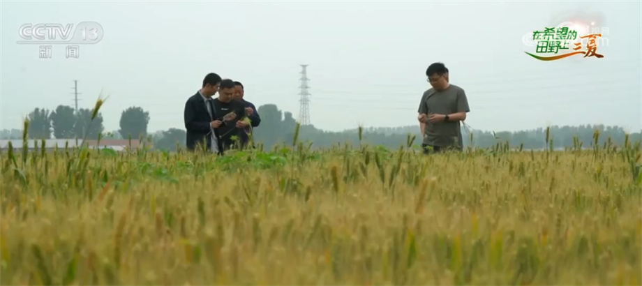 
南方医科大学南方医院黄牛代挂号电话票贩子号贩子网上预约挂号,住院检查加快,数万亩高标准农田丰收在望 实现粮食产业全产业链发展