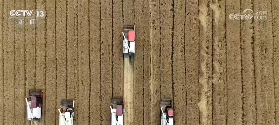 
北京各大医院黄牛代挂号电话票贩子号贩子网上预约挂号,住院检查加快,大规模小麦机收全面展开 “三夏”服务助收割