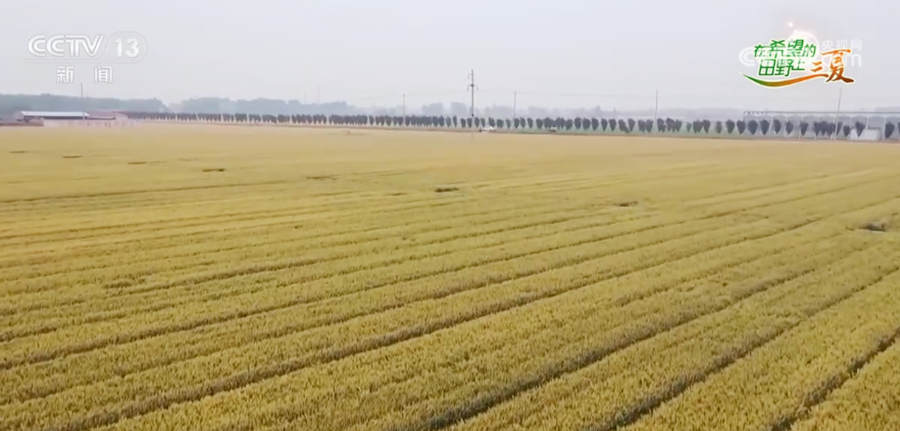 
南京军区总医院黄牛代挂号电话票贩子号贩子网上预约挂号,住院检查加快,收割机蓄势以待、抢修队24小时待命 全力以赴保障“三夏”生产