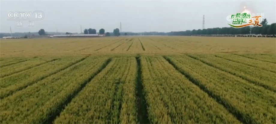 
南方医科大学南方医院黄牛代挂号电话票贩子号贩子网上预约挂号,住院检查加快,数万亩高标准农田丰收在望 实现粮食产业全产业链发展