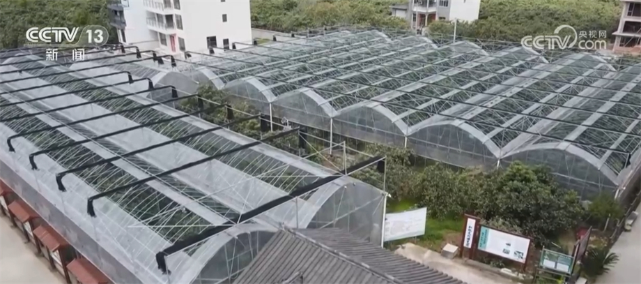 
上海儿童医学中心黄牛代挂号电话票贩子号贩子网上预约挂号,住院检查加快,枇杷飘香迎丰收 智能大棚保质提量促增收