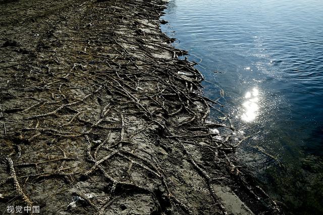 
长沙各大医院黄牛代挂号电话票贩子号贩子网上预约挂号,住院检查加快,美媒：加拿大枯木堆储存数百万吨碳，相当于250万辆汽车一年排放量