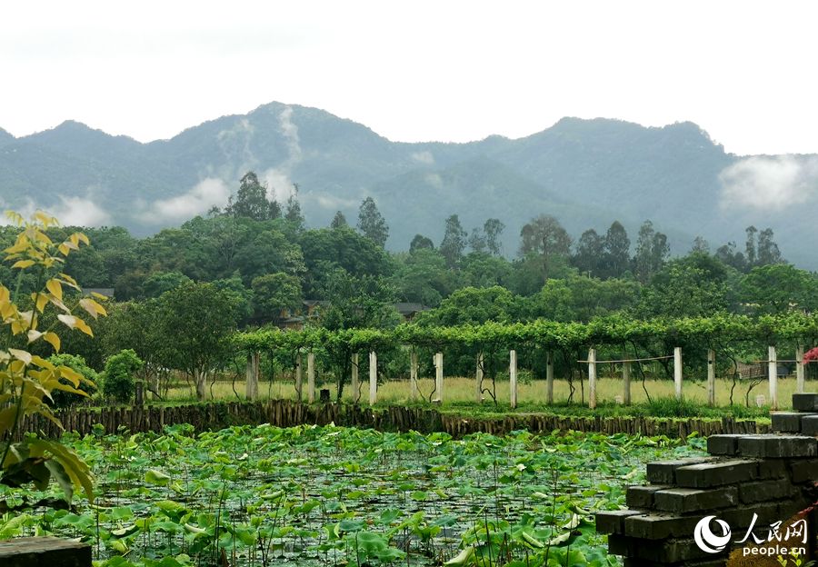 
江苏省中西医结合医院黄牛代挂号电话票贩子号贩子网上预约挂号,住院检查加快,大国基理丨福建三明：“凝心聚力”探索“乡村善治”路径