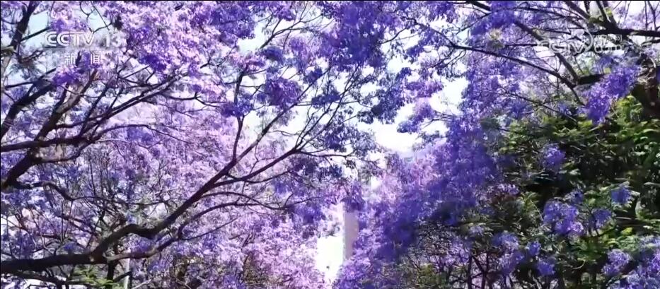 
中国人民解放军总医院黄牛代挂号电话票贩子号贩子网上预约挂号,住院检查加快,蓝花楹唯美盛开 “赏花经济”助力昆明文旅市场回暖向好