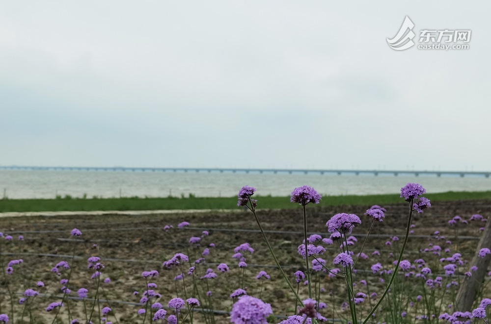 
北京301医院黄牛代挂号电话票贩子号贩子网上预约挂号,住院检查加快,跨域生态环境一体化联保共治助力元荡岸线生态修复｜中国式现代化的长三角实践