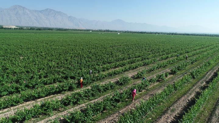 
上海第九人民医院黄牛代挂号电话票贩子号贩子网上预约挂号,住院检查加快,戈壁荒滩上打造“紫色奇迹”——宁夏葡萄酒产业发展新观察