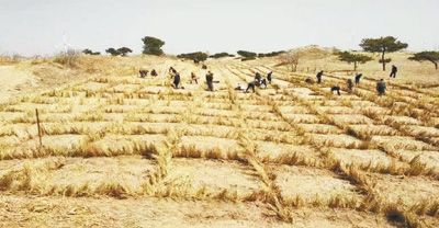 
中国中医科学院眼科医院黄牛代挂号电话票贩子号贩子网上预约挂号,住院检查加快,七十年， 种出片片“希望林”（美丽中国）