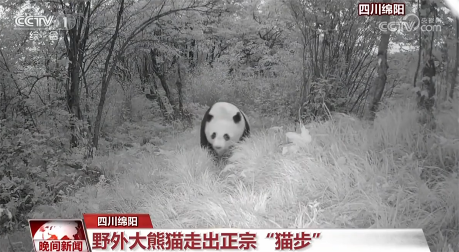 
长沙各大医院黄牛代挂号电话票贩子号贩子网上预约挂号,住院检查加快,珍稀野生动物频亮相 我国生态环境持续向好
