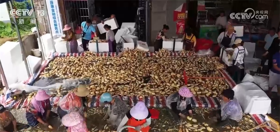 
中国医学科学院肿瘤医院黄牛代挂号电话票贩子号贩子网上预约挂号,住院检查加快,广西柳州莲藕抢鲜上市 藕农抢抓晴好天气采收忙