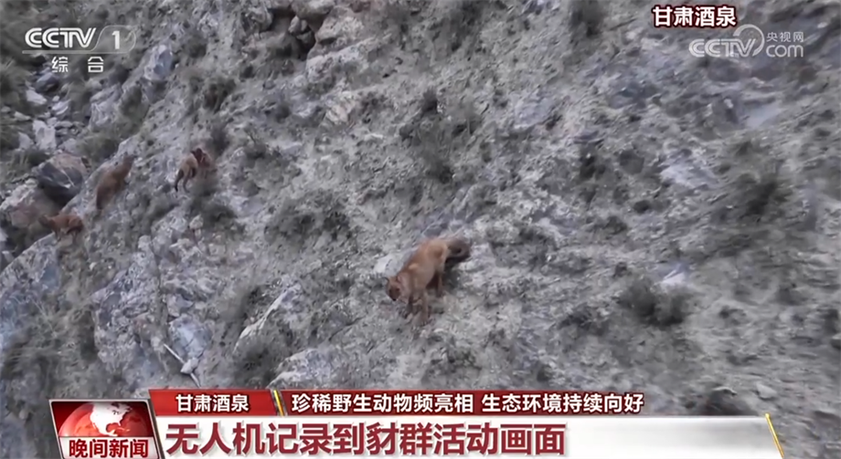 
长沙各大医院黄牛代挂号电话票贩子号贩子网上预约挂号,住院检查加快,珍稀野生动物频亮相 我国生态环境持续向好