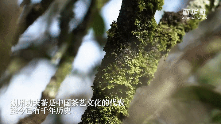 
沈阳医大一院黄牛代挂号电话票贩子号贩子网上预约挂号,住院检查加快,高质量发展调研行｜广东潮州凤凰镇：“茶+文旅产业”带动乡村振兴