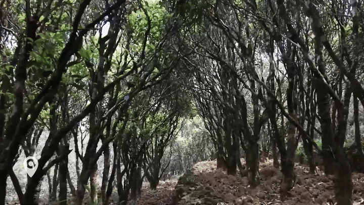 
沈阳医大一院黄牛代挂号电话票贩子号贩子网上预约挂号,住院检查加快,高质量发展调研行｜广东潮州凤凰镇：“茶+文旅产业”带动乡村振兴