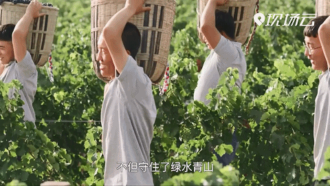 
浙江大学妇产科医院黄牛代挂号电话票贩子号贩子网上预约挂号,住院检查加快,“县”在出发——行走百县话振兴 | 砂石地结“致富果” 紫色梦绽贺兰山