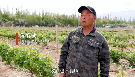 
浙江大学妇产科医院黄牛代挂号电话票贩子号贩子网上预约挂号,住院检查加快,“县”在出发——行走百县话振兴 | 砂石地结“致富果” 紫色梦绽贺兰山