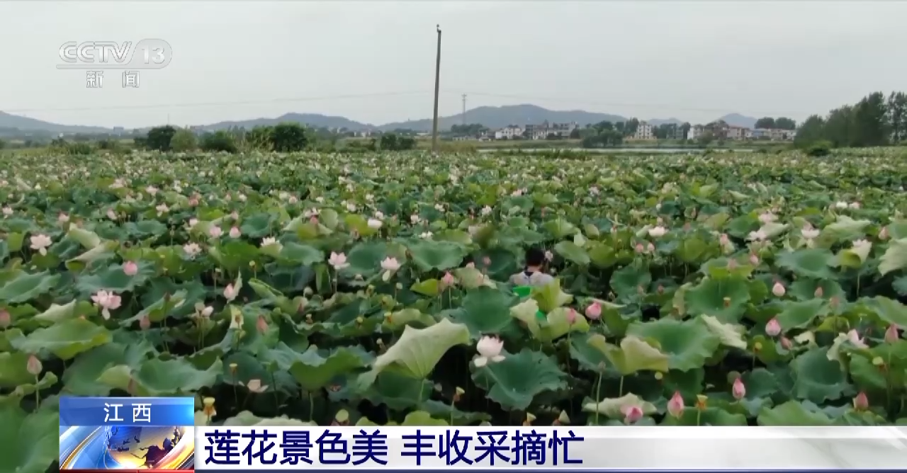 北医三院黄牛代挂号电话票贩子号贩子网上预约挂号,住院检查加快,莲花美、麦秆香!全国多地“丰”景如画