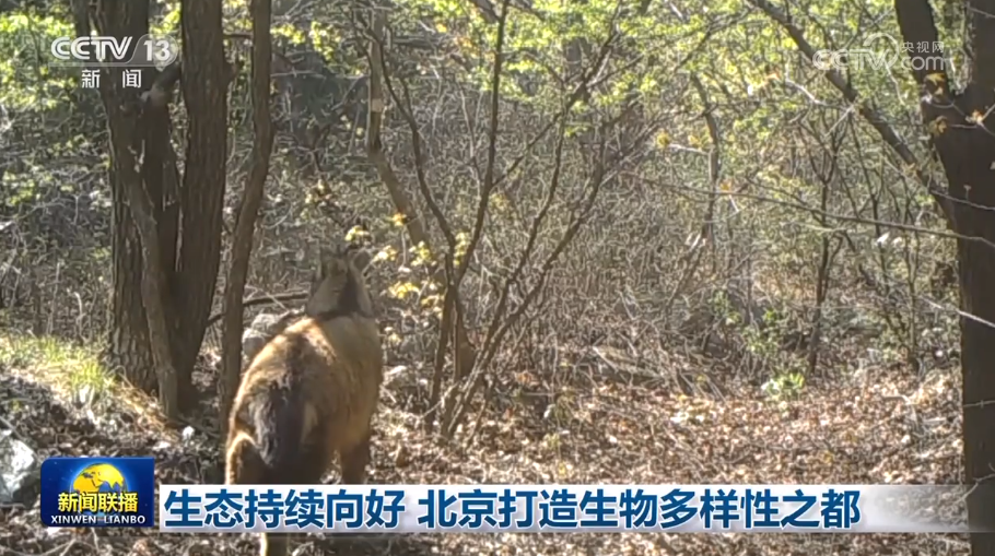 
江苏省人民医院黄牛代挂号电话票贩子号贩子网上预约挂号,住院检查加快,生态持续向好 北京打造生物多样性之都