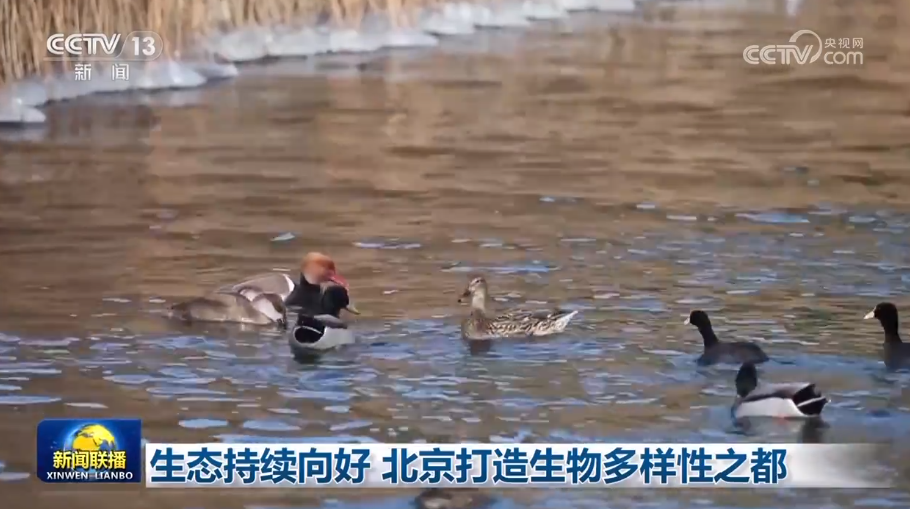 
江苏省人民医院黄牛代挂号电话票贩子号贩子网上预约挂号,住院检查加快,生态持续向好 北京打造生物多样性之都