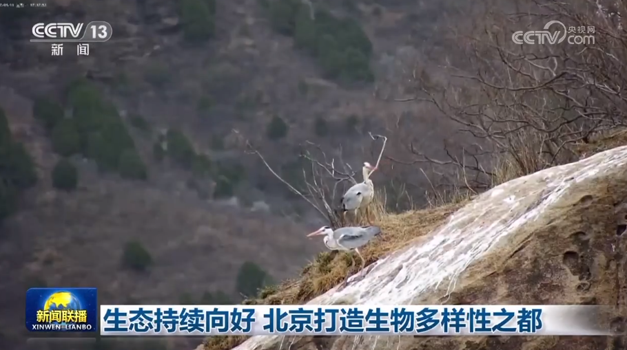 
江苏省人民医院黄牛代挂号电话票贩子号贩子网上预约挂号,住院检查加快,生态持续向好 北京打造生物多样性之都