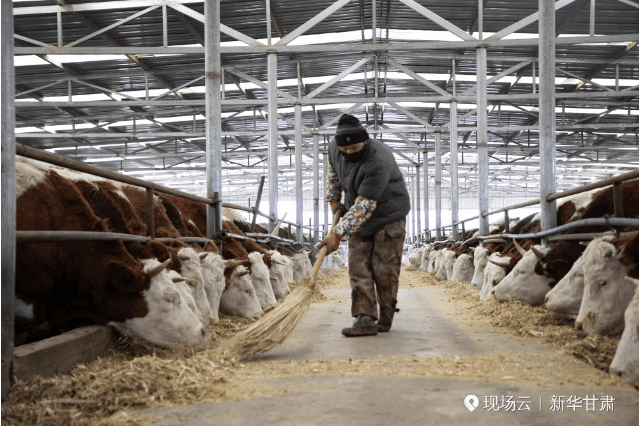 
南京脑科医院黄牛代挂号电话票贩子号贩子网上预约挂号,住院检查加快,“县”在出发——行走百县话振兴 | 荒原焕新！听，牛羊声打破这里的寂静