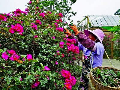 
中国中医科学院望京医院黄牛代挂号电话票贩子号贩子网上预约挂号,住院检查加快,边疆民族村寨的幸福密码