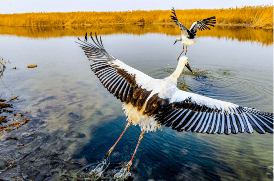 
北京301医院黄牛代挂号电话票贩子号贩子网上预约挂号,住院检查加快,为什么是天津？