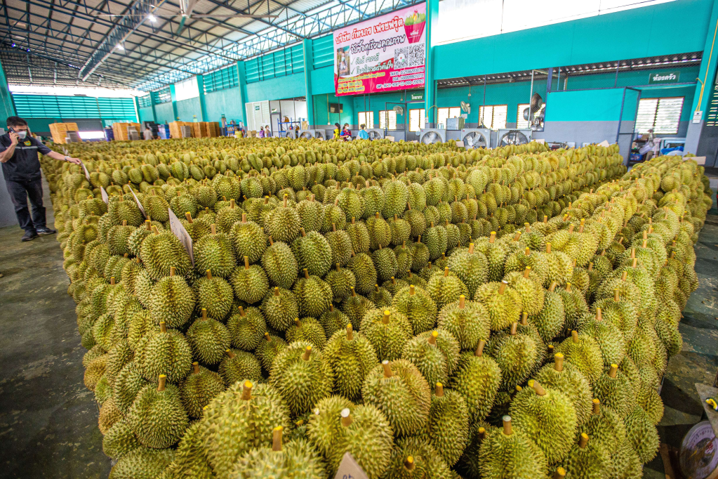 
成都华西医院黄牛代挂号电话票贩子号贩子网上预约挂号,住院检查加快,一颗榴莲价格之变背后的“一带一路”机遇