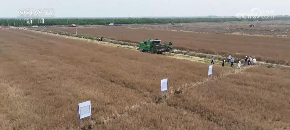 
长沙各大医院黄牛代挂号电话票贩子号贩子网上预约挂号,住院检查加快,技术突破！82.7%，我国盐碱地油菜创高产新纪录