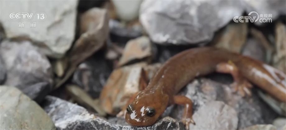 
上海第十人民医院黄牛代挂号电话票贩子号贩子网上预约挂号,住院检查加快,科研人员发现多个濒危物种巫山北鲵栖息种群