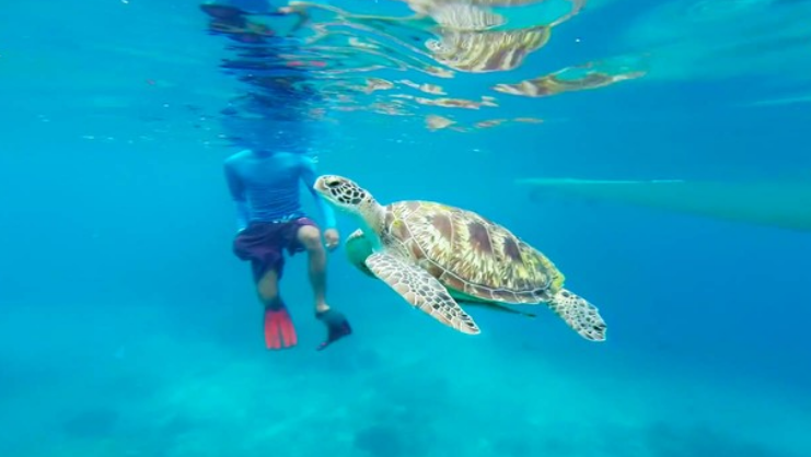 
广州中山一院黄牛代挂号电话票贩子号贩子网上预约挂号,住院检查加快,美媒：海湾地区海龟数量下降，阿联酋3年救助800只海龟