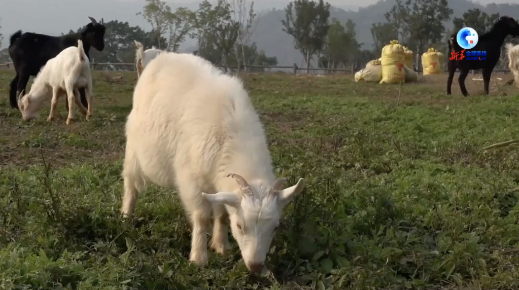 
广州中医院黄牛代挂号电话票贩子号贩子网上预约挂号,住院检查加快,全球连线｜加拿大“网红”体验中国式现代化之二·看，鹰飞之城