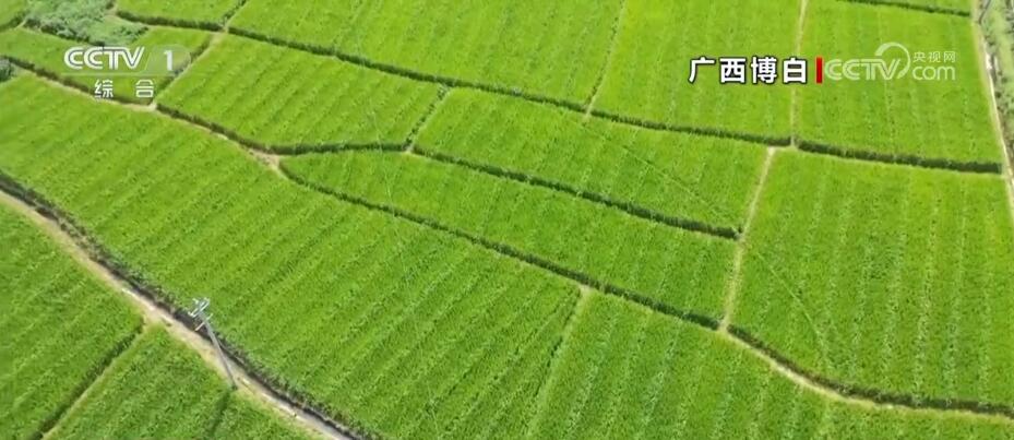 
北京朝阳医院黄牛代挂号电话票贩子号贩子网上预约挂号,住院检查加快,空中俯瞰稻田色彩斑斓 见证壮美好“丰”景