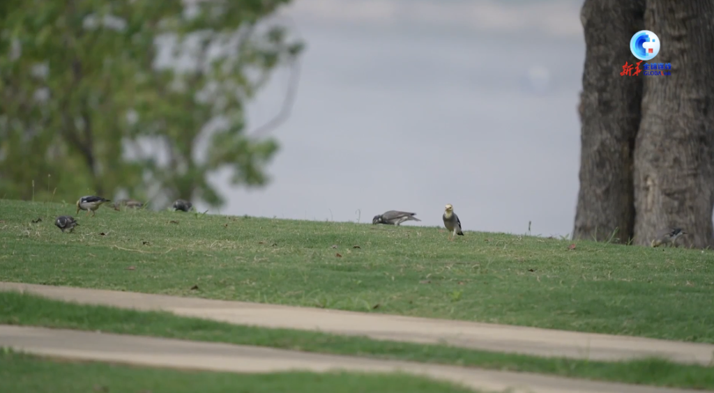 
广州中医院黄牛代挂号电话票贩子号贩子网上预约挂号,住院检查加快,全球连线｜加拿大“网红”体验中国式现代化之二·看，鹰飞之城