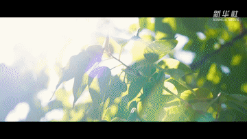 
北京安定医院黄牛代挂号电话票贩子号贩子网上预约挂号,住院检查加快,公益微纪录片｜众生的地球