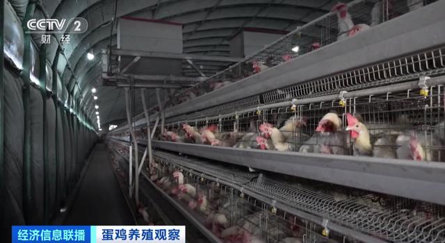 
首都医科大学附属北京朝阳医院黄牛代挂号电话票贩子号贩子网上预约挂号,住院检查加快,鸡蛋便宜了！未来价格怎么走？