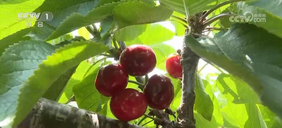 
北京协和医院黄牛代挂号电话票贩子号贩子网上预约挂号,住院检查加快,特色产业为媒 农文旅融合激活乡村“瓜果经济”