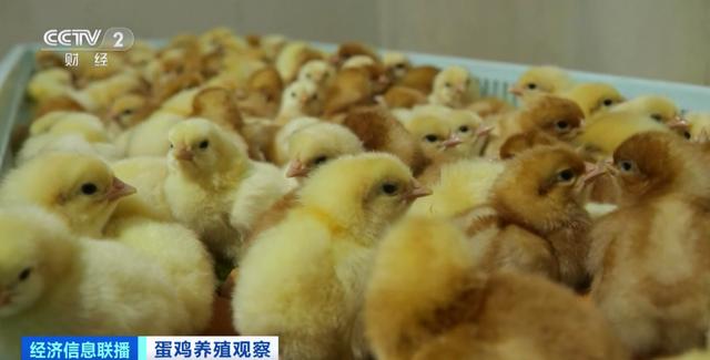 
首都医科大学附属北京朝阳医院黄牛代挂号电话票贩子号贩子网上预约挂号,住院检查加快,鸡蛋便宜了！未来价格怎么走？