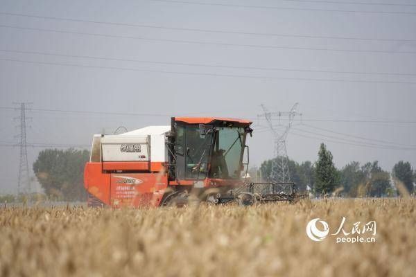 
首都医科大学附属北京同仁医院黄牛代挂号电话票贩子号贩子网上预约挂号,住院检查加快,组图：芒种日 开镰时