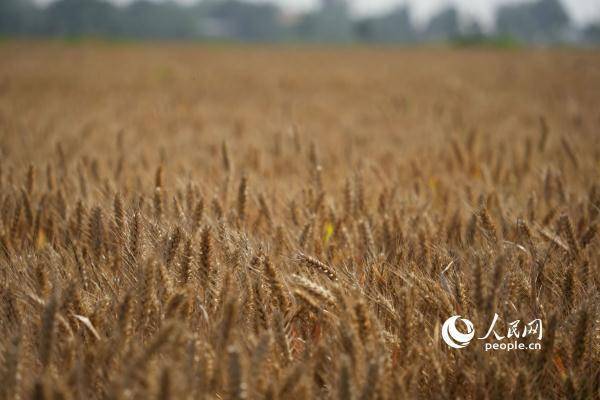 
首都医科大学附属北京同仁医院黄牛代挂号电话票贩子号贩子网上预约挂号,住院检查加快,组图：芒种日 开镰时