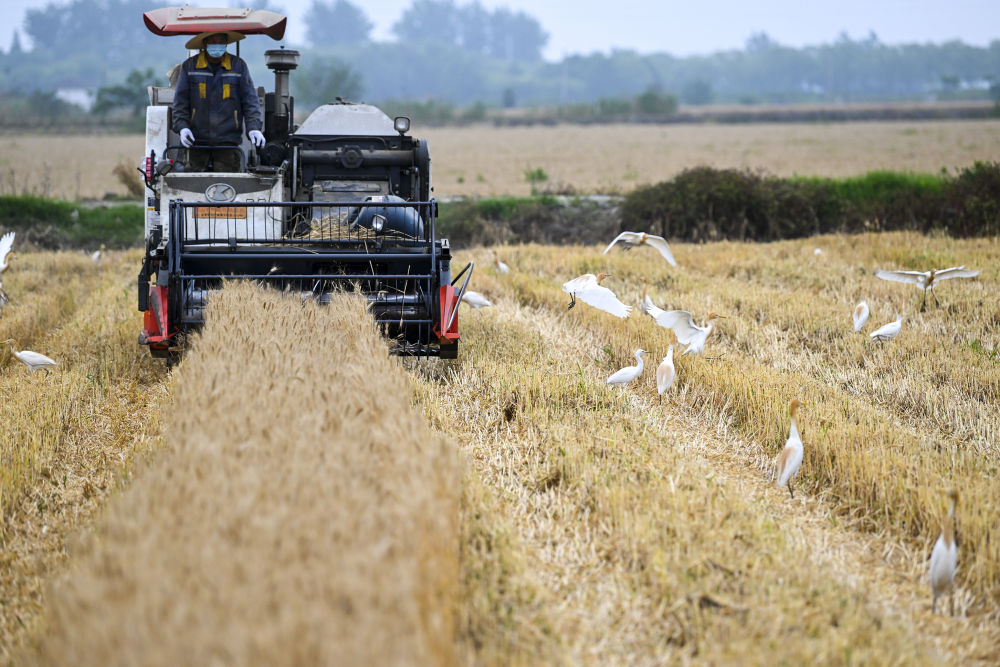 
中国中医科学院广安门医院黄牛代挂号电话票贩子号贩子网上预约挂号,住院检查加快,趁晴割麦收云黄