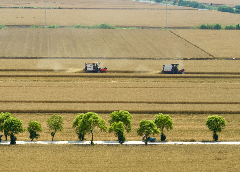 
中国中医科学院广安门医院黄牛代挂号电话票贩子号贩子网上预约挂号,住院检查加快,趁晴割麦收云黄