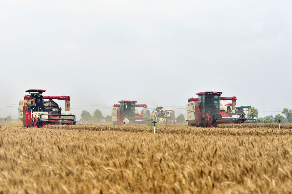
中国中医科学院广安门医院黄牛代挂号电话票贩子号贩子网上预约挂号,住院检查加快,趁晴割麦收云黄