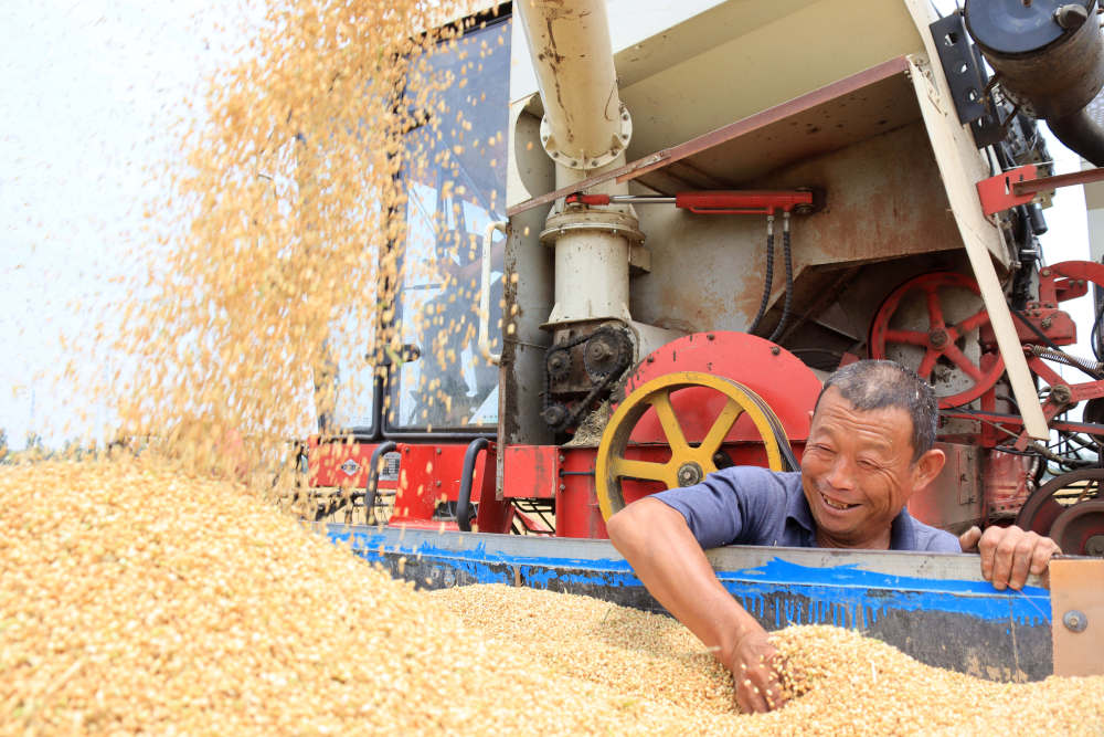 
中国中医科学院广安门医院黄牛代挂号电话票贩子号贩子网上预约挂号,住院检查加快,趁晴割麦收云黄