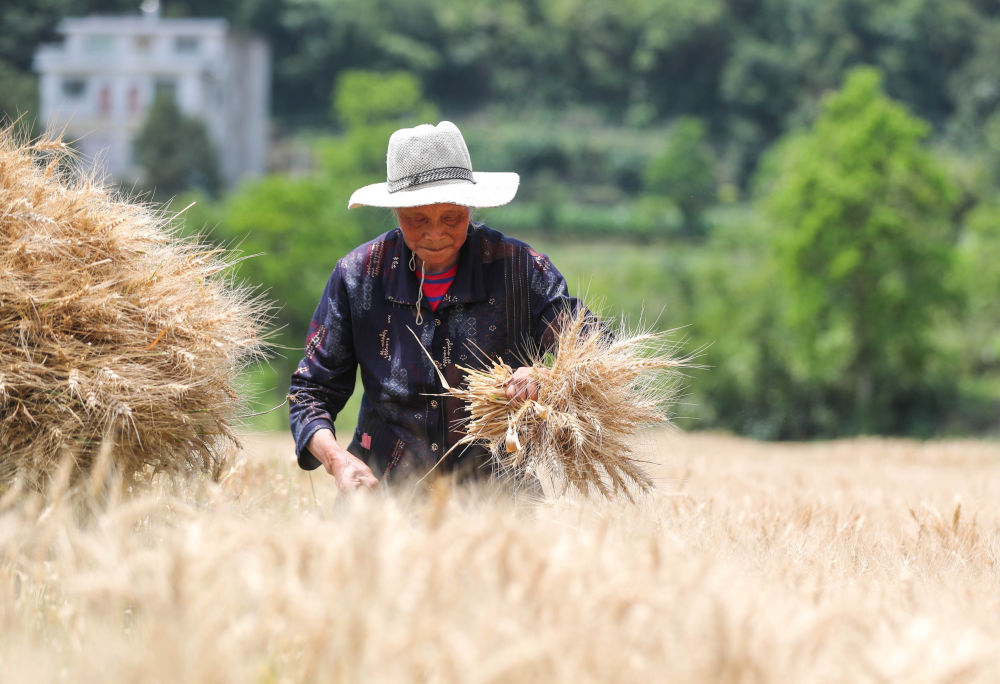 
中国中医科学院广安门医院黄牛代挂号电话票贩子号贩子网上预约挂号,住院检查加快,趁晴割麦收云黄