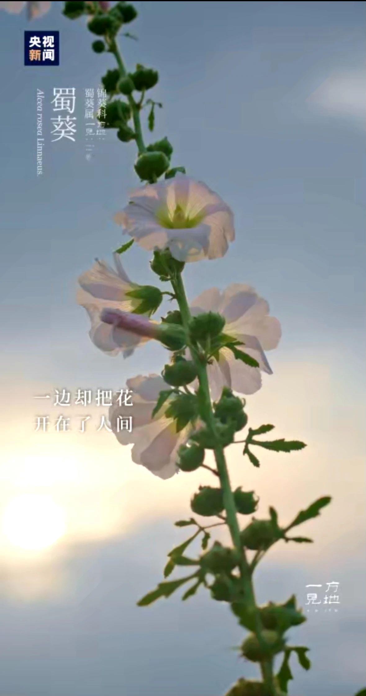 
北大第一医院黄牛代挂号电话票贩子号贩子网上预约挂号,住院检查加快,芒种丨“芒”有所获，“种”有所得