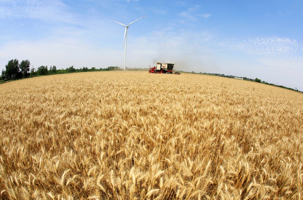 
中国中医科学院广安门医院黄牛代挂号电话票贩子号贩子网上预约挂号,住院检查加快,趁晴割麦收云黄