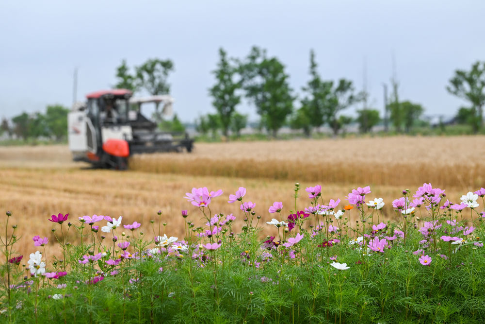 
中国中医科学院广安门医院黄牛代挂号电话票贩子号贩子网上预约挂号,住院检查加快,趁晴割麦收云黄
